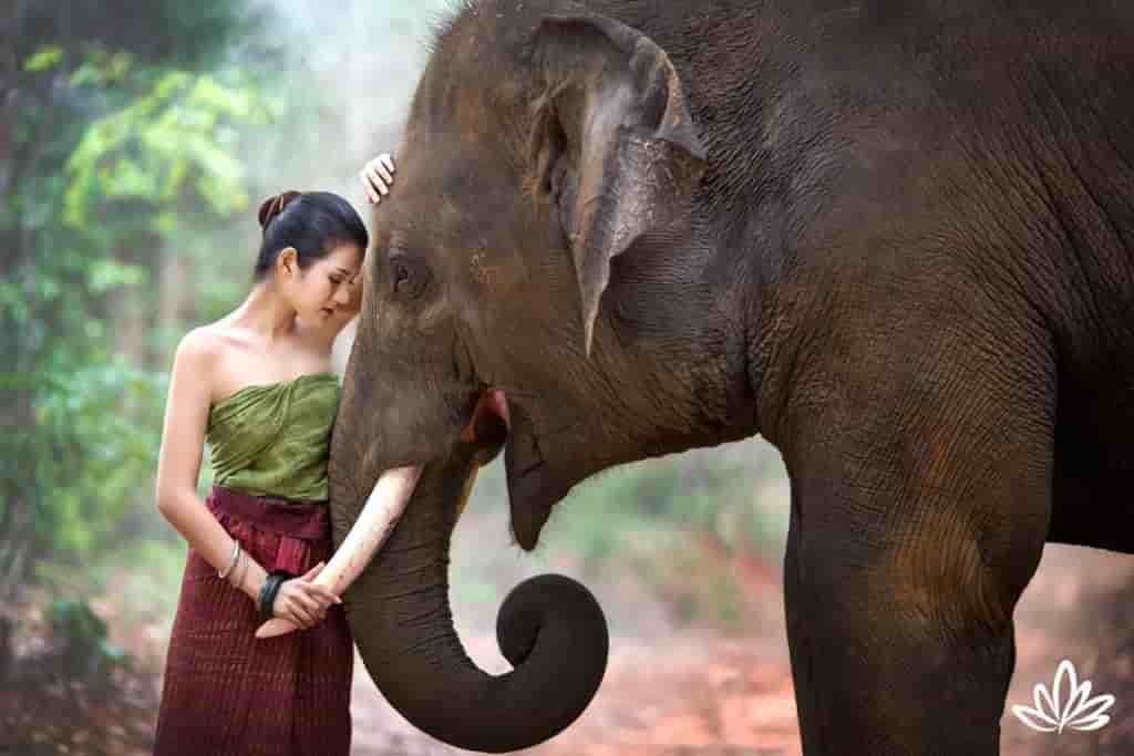 World Elephant Day 2023   Marathi 